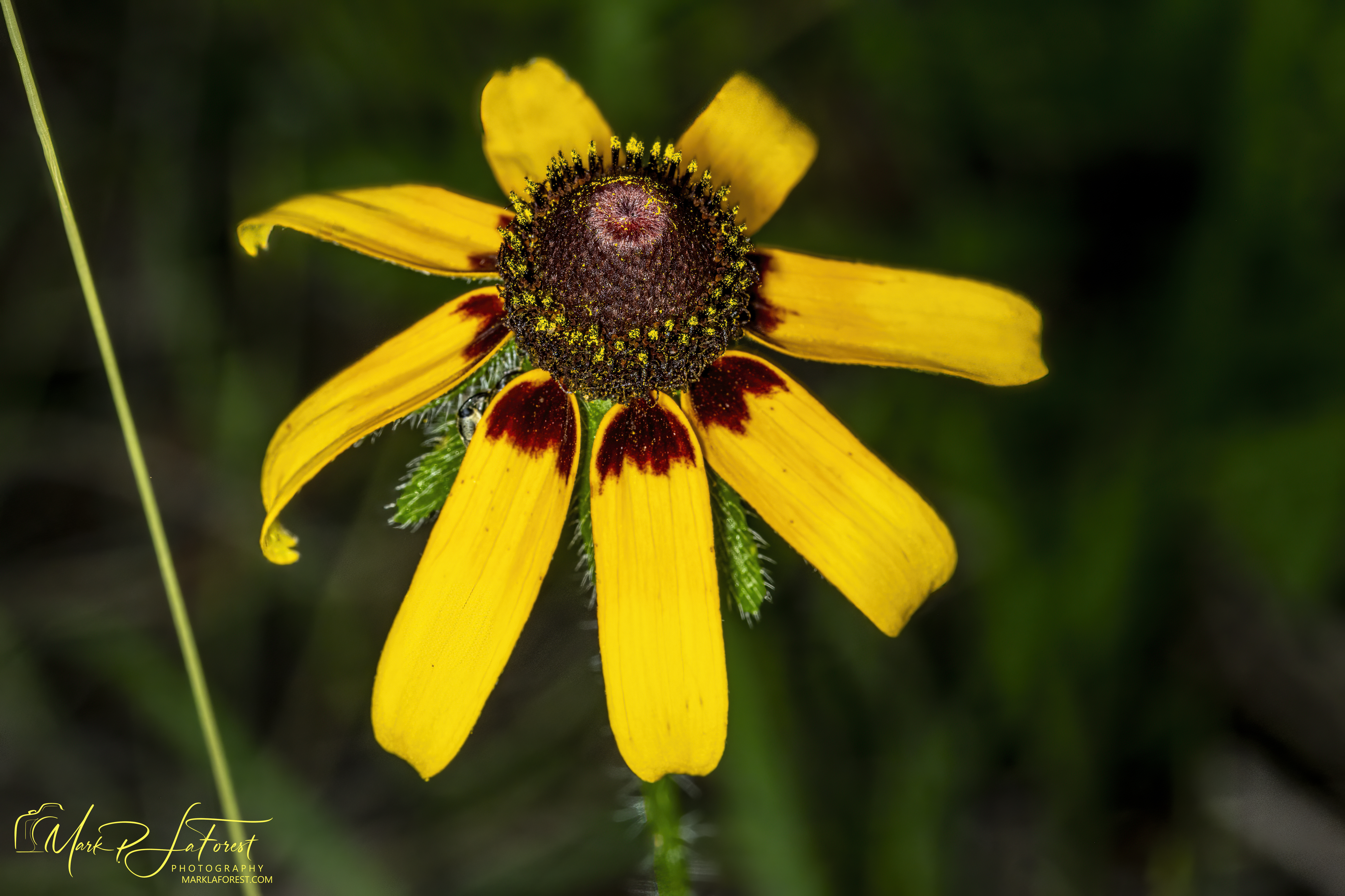 Black-eye Susan